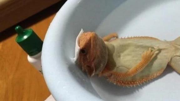 主人下班回到家，巡视一圈发现蜥蜴不在，找到笑到喘不过气
