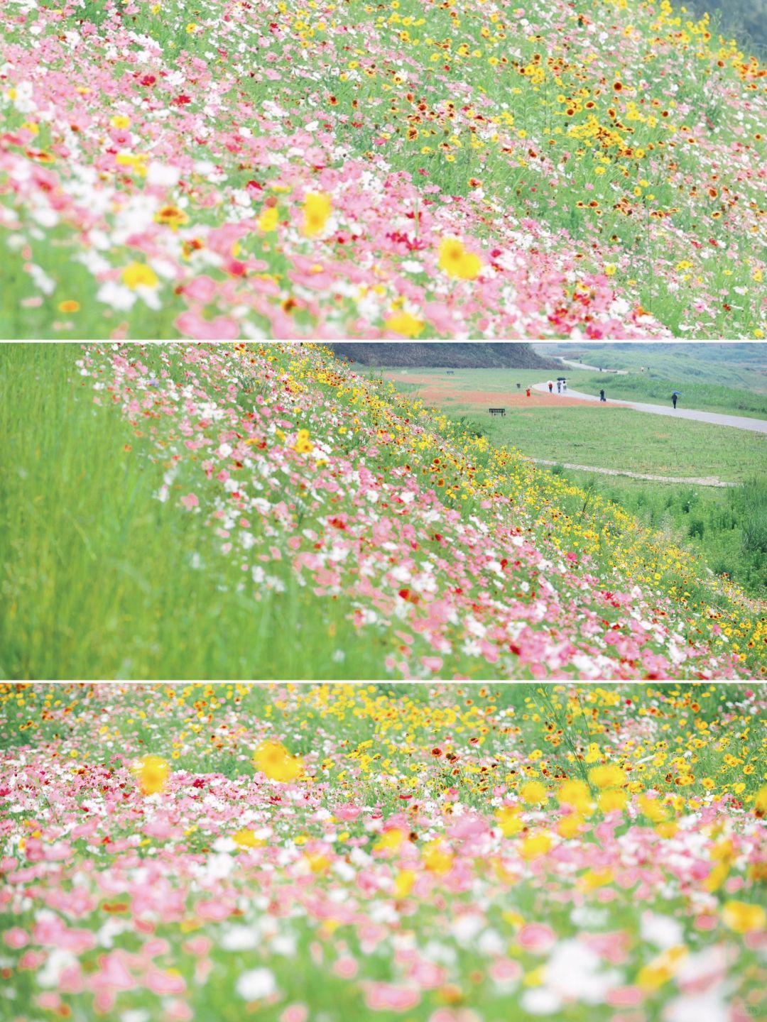 重庆王炸美景🌸是宫崎骏动画里的五彩山坡..
🔔🔔
我宣布这是最近在重庆发现