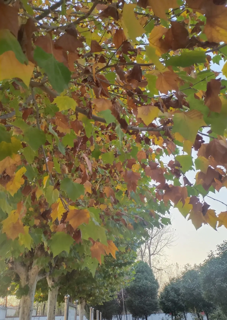 这个暑假过后，新校长来了以后，

他的课不太多，

也有老师和他商量，说让他中午