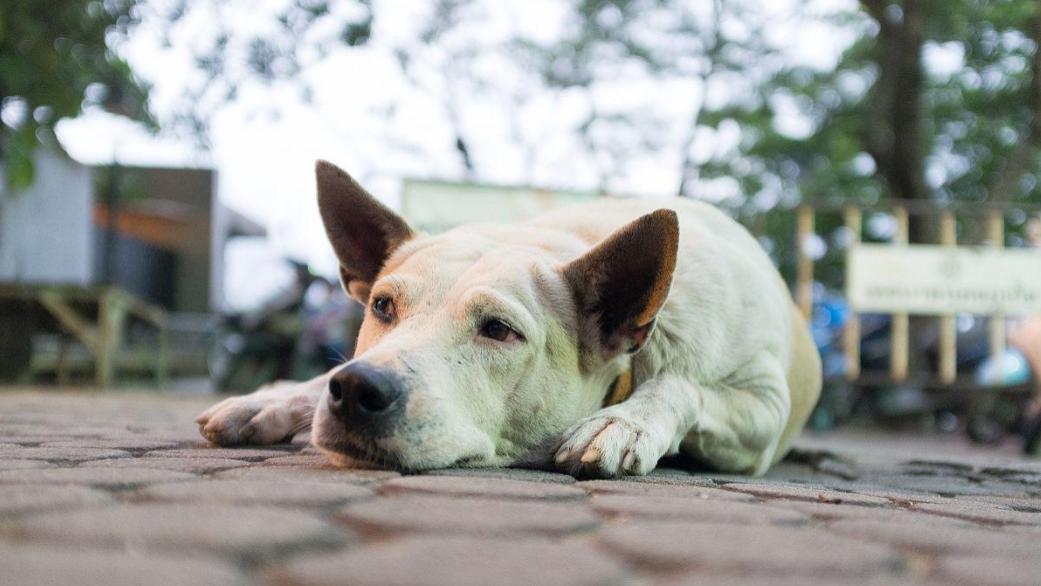 一只狗“不爱你”，会睡在这几个地方，你家狗有吗？