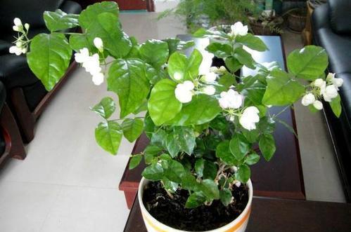 






 春季适合养茉莉花，我个人是很喜欢的它的。
茉莉花是一种很好的花卉