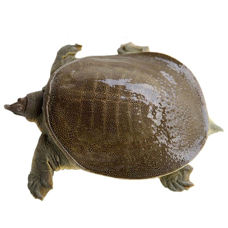 红烧甲鱼的简单做法