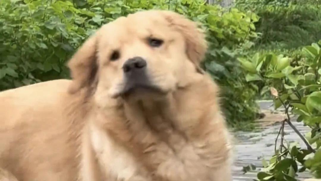 主人制止刚洗完澡的狗子刨土，狗子选择耳聋眼瞎，不愧是聋的传人