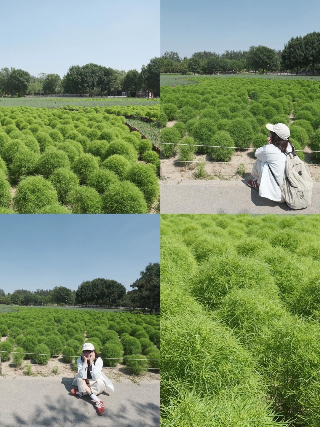 奥森的地肤草可以冲啦