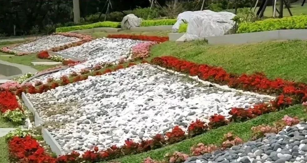 琼瑶花葬非常简单！儿子陈中维拿着袋子把她的骨灰一点点撒出来，成为花的肥料与大地融