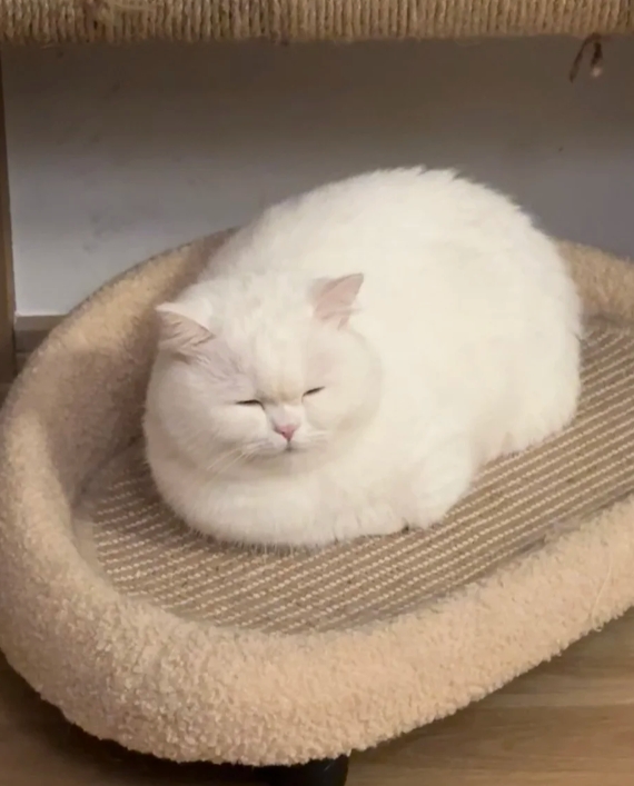 猫届大善喵