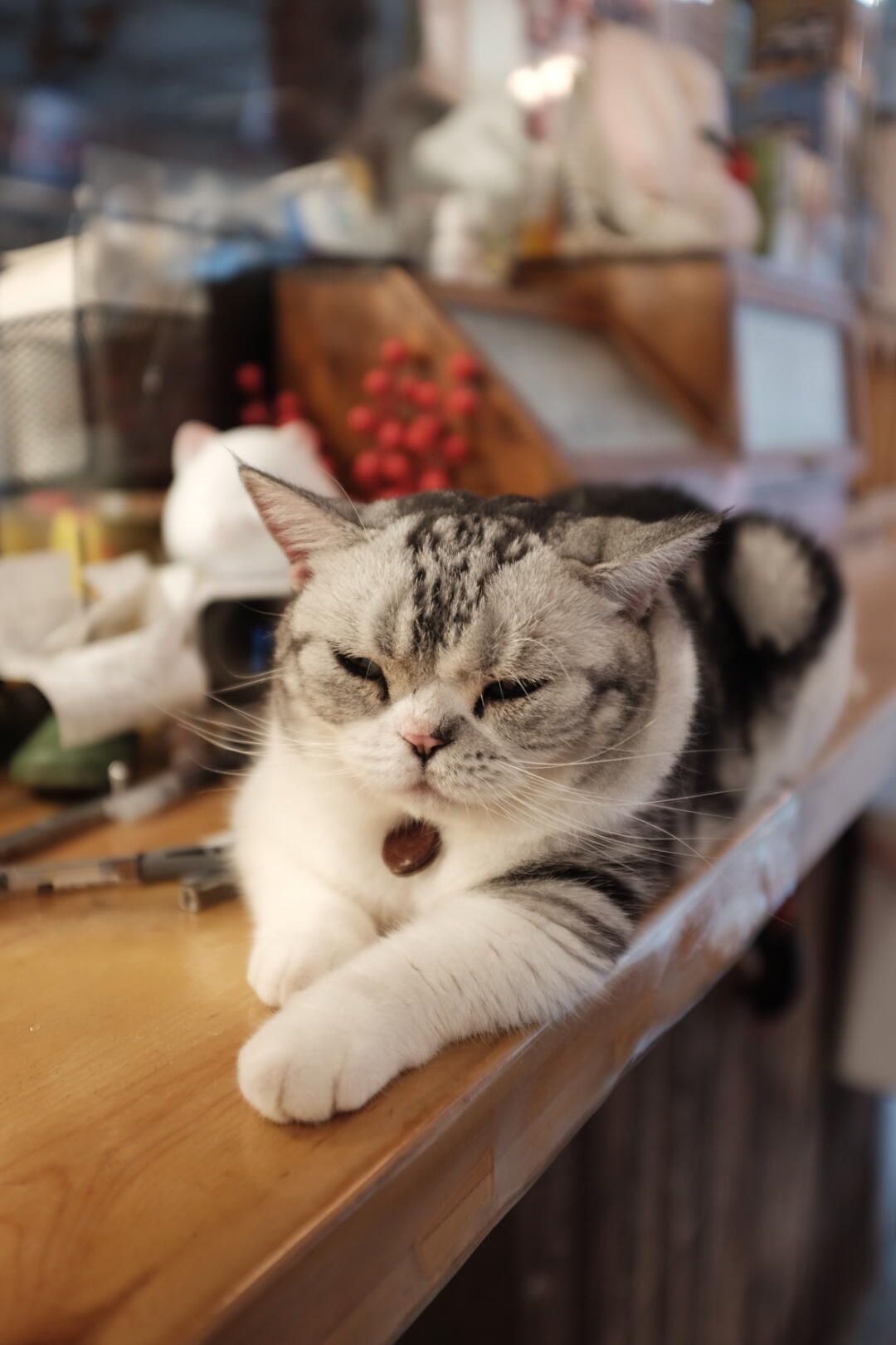 在南锣鼓巷撸37只猫是种什么体验 