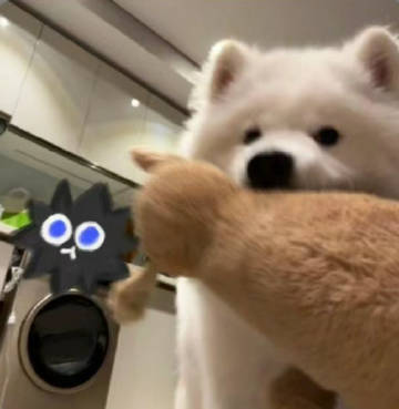 小狗的心只属于你 ◡̈‎ ༘♡ ​