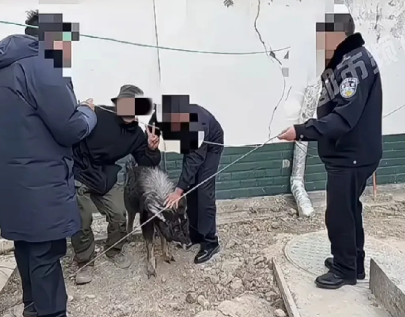 四川，一小伙在公路边上发现一个野生动物受伤了，起初小伙以为是野猪，但走近一看这动