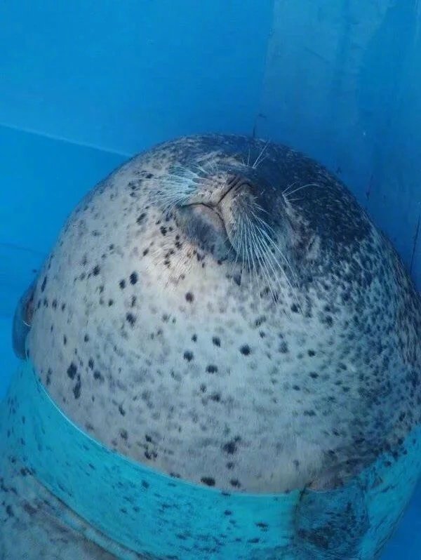 海豹睡觉的时候是这个样子的