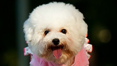 狗狗介绍：贵宾犬