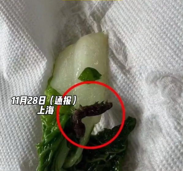 上海立案调查学校食堂发现青虫蜗牛