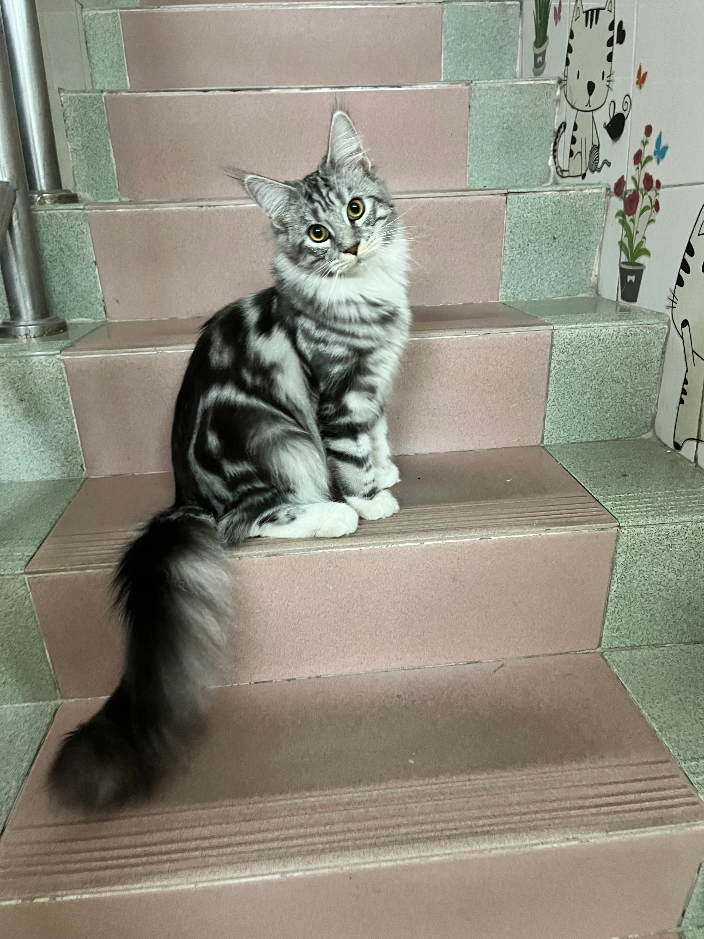 养了猫才发现猫有多变态