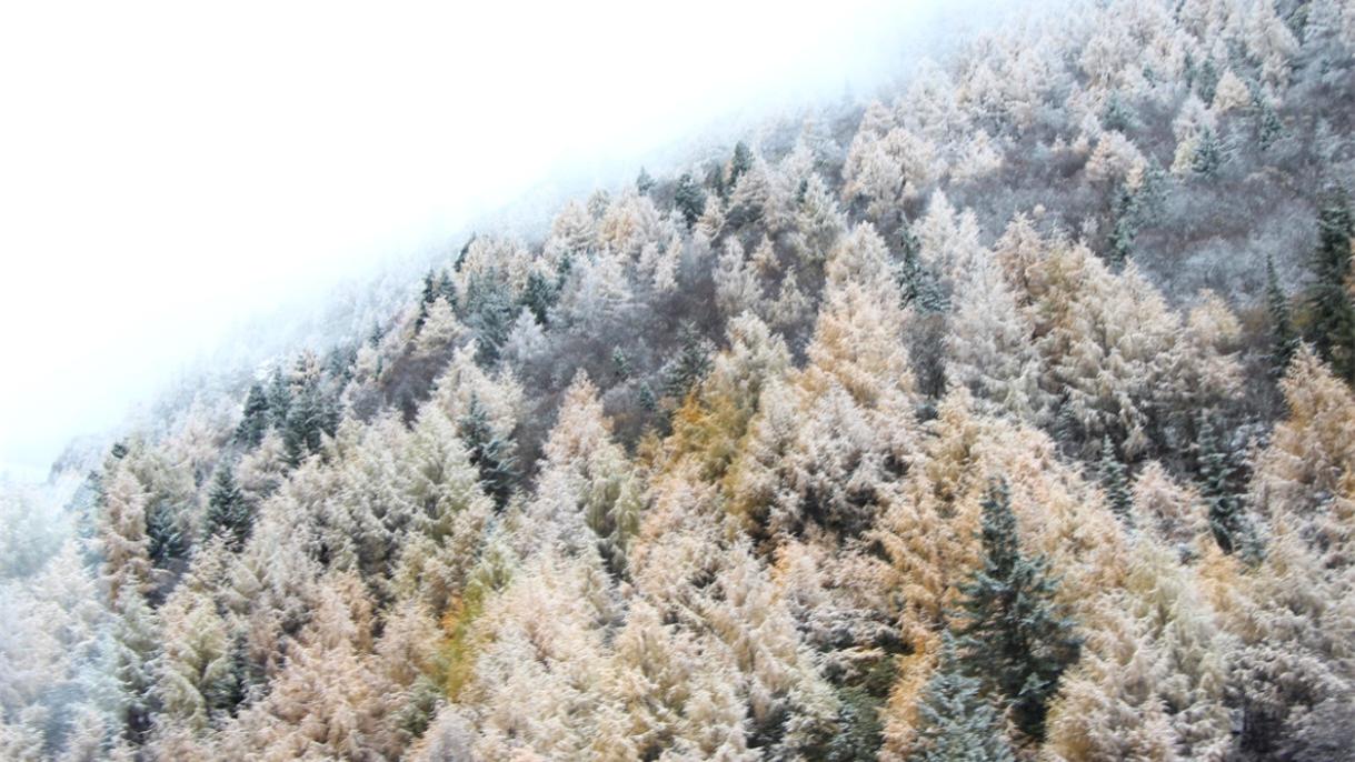 成都前往四姑娘山，在巴朗山就隔一条隧道，看到两个完全不同世界