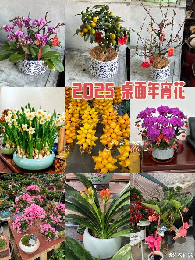 这4种树养客厅，一树成景，太绝了