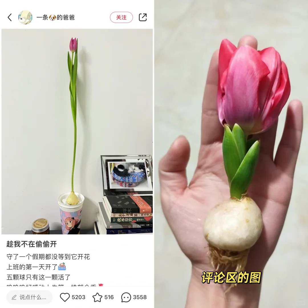 这个对比笑死我了
最近爱上了水培植物想养个什么玩玩 刷到这个郁金香笑死我了 这玩