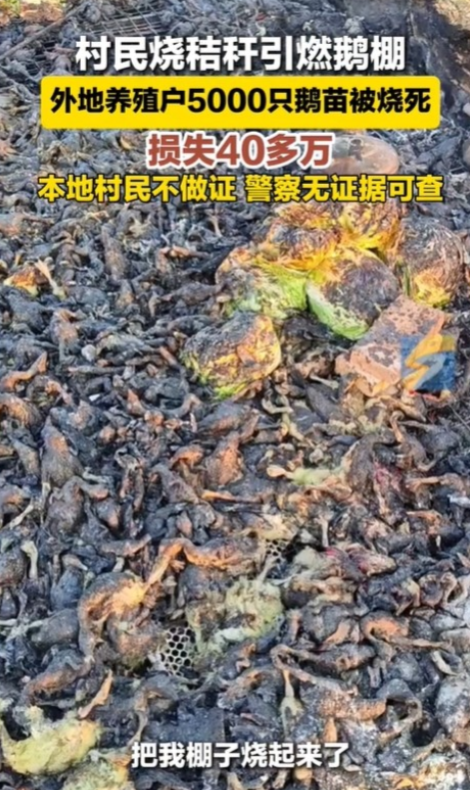 湖北孝感，一女子到某村搞养殖，养了5000多只鹅，可没想到竟然被人一把火全烧了，