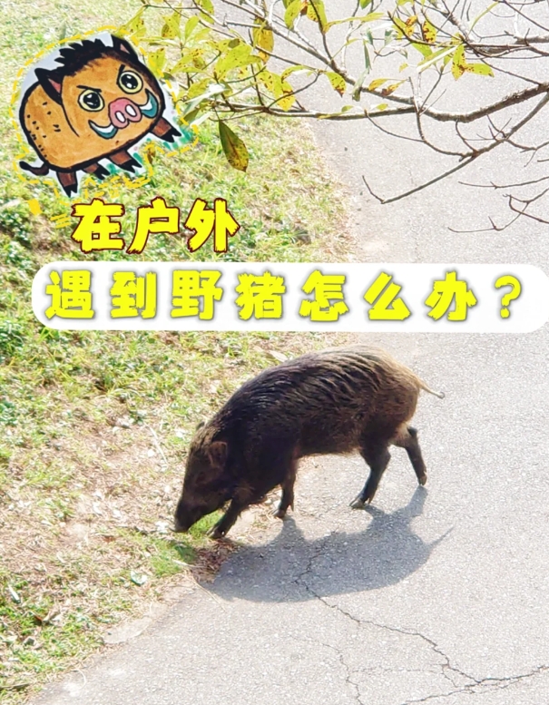 先码住！在户外遇见野猪怎么办？