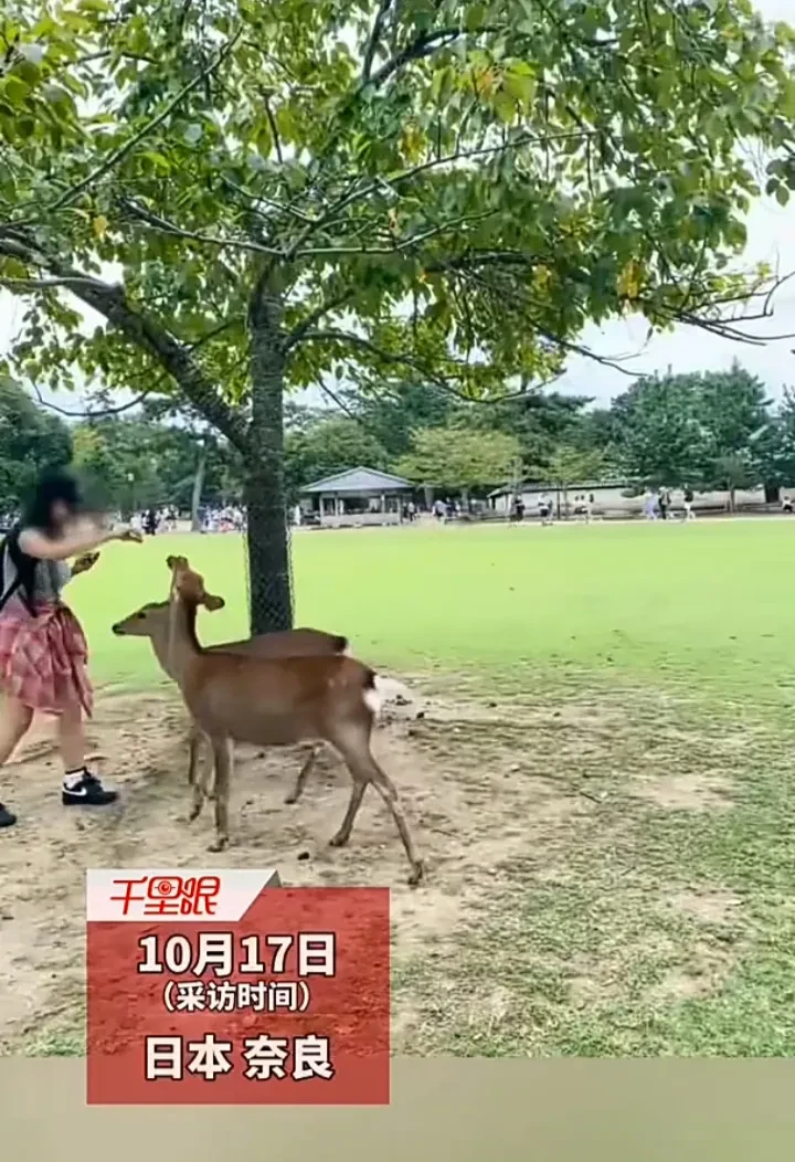 给野生动物拍照需要注意！