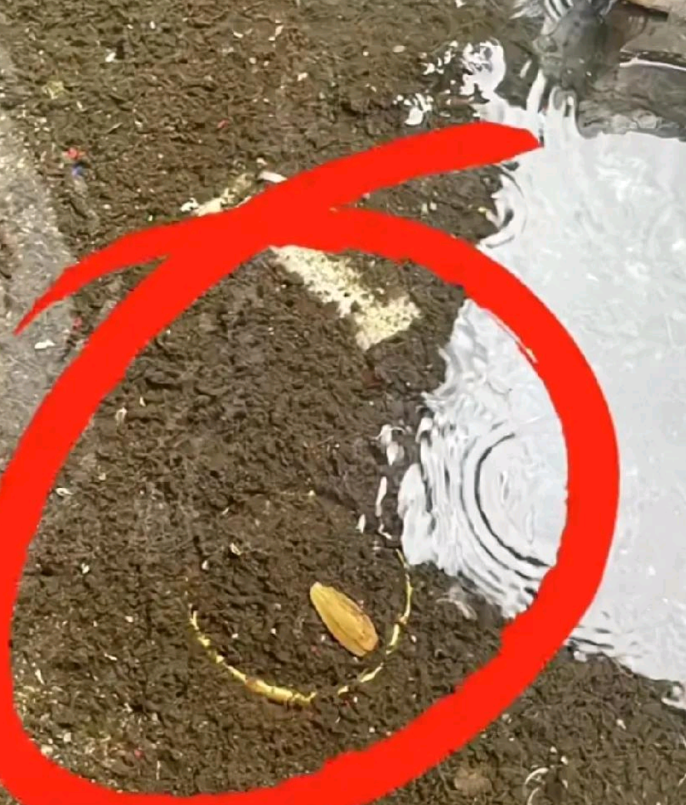 就在上周，一名女子在公园散步时意外捡到了一个金手镯，本以为是天降横财，没想到却成