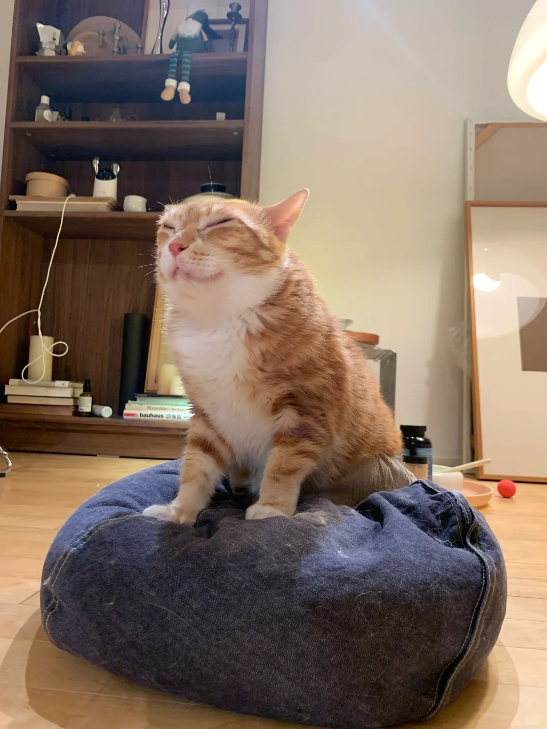 橘猫的花期是短了一点
就是没想到这么短#猫好人坏 #好猫俱乐部