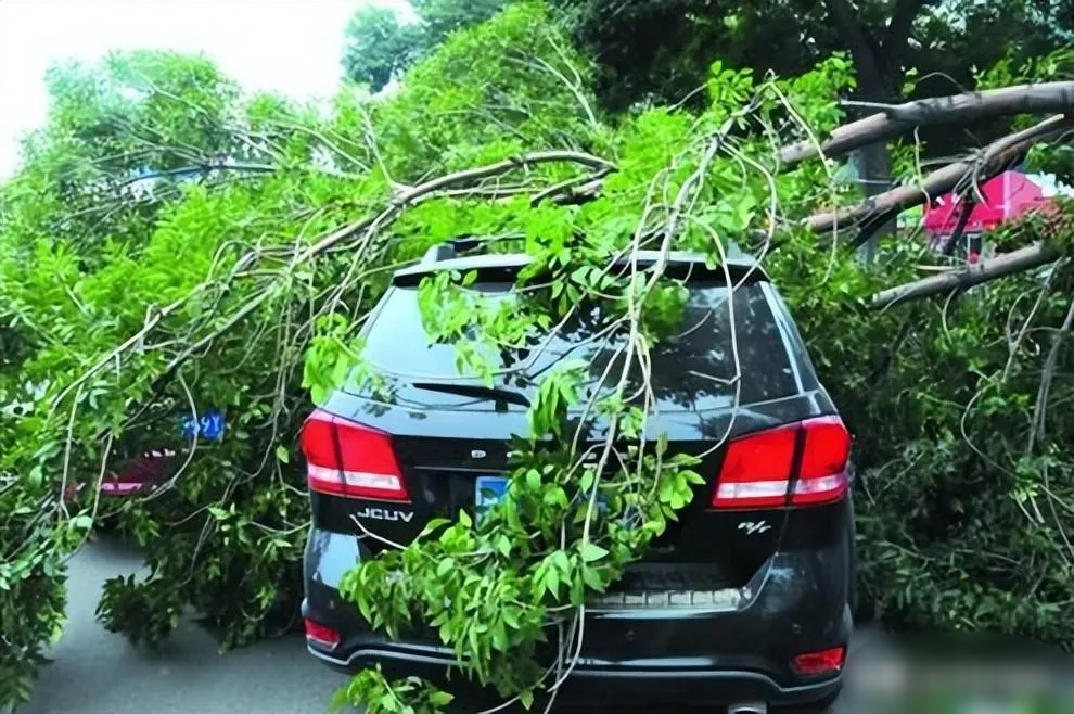 安徽滁州，一男子驾车出差，途经某道路时，突然一棵梧桐树砸下，躲闪不及，正好砸在车