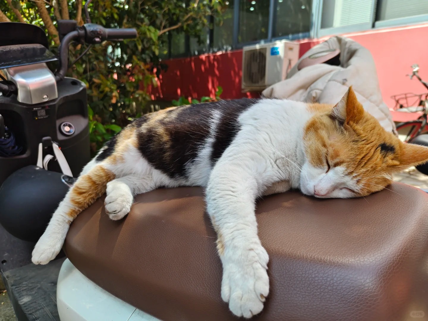 论当代小猫有多信任大学生……