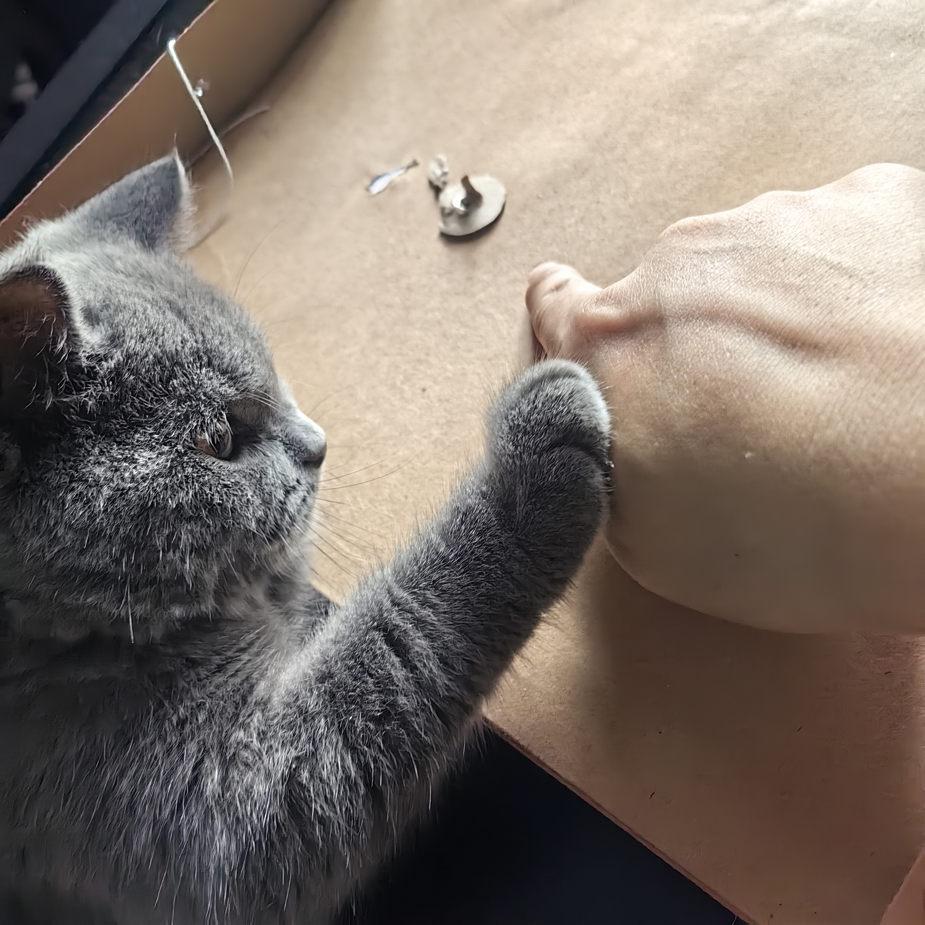 猫：不是我做的