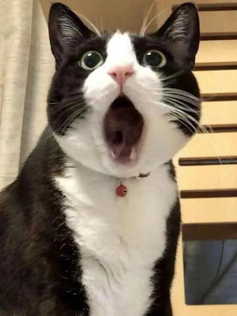 五一婚礼急需奶牛猫正脸！！
婚礼急需奶牛猫正脸！！
收集uu们的猫猫头～