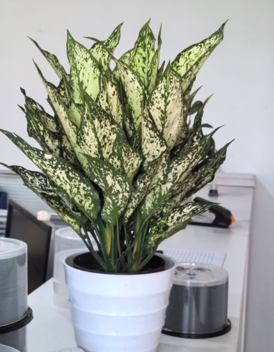 办公室新换的绿植深得我心嘿嘿 