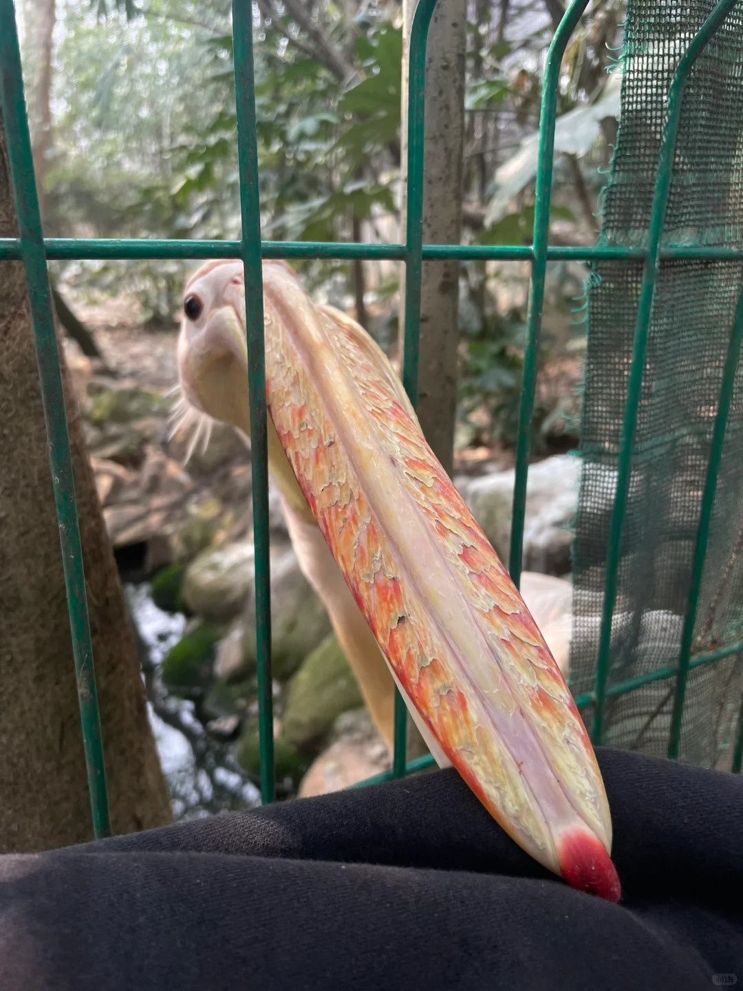 上海动物园的鸟你别太热情了
啃我胳膊啃得开心
🦚孔雀叫的很难听，但比蓝黄鹦鹉的