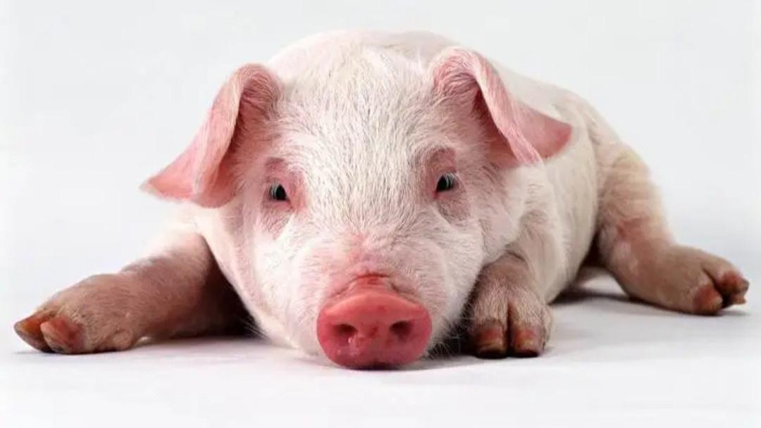 关于猪的冷知识你知多少？嗅觉和狗一样灵敏，饿了还会吃自己的粪便？