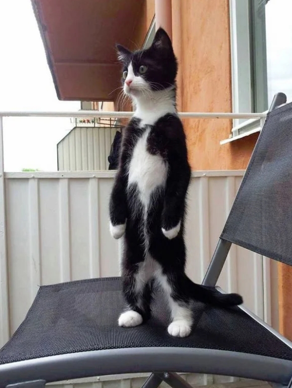 猫咪站起来也太可爱了吧！猫站起来，企鹅喵。