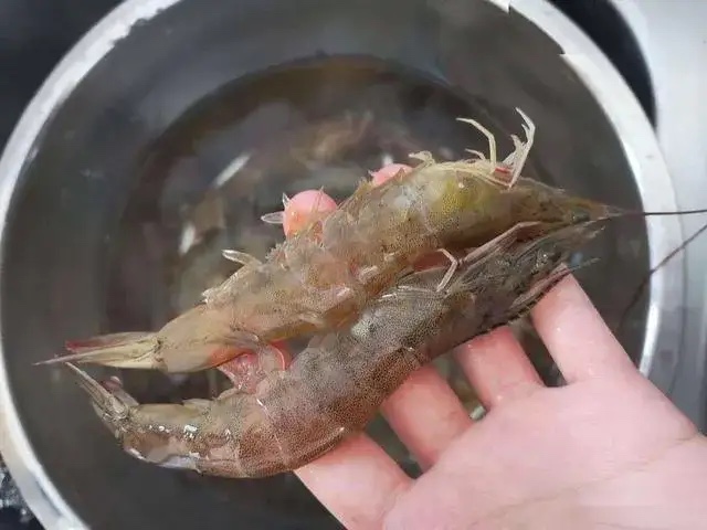 一个卖海鲜的老板偷偷告诉我的真相!

1. 第一：买虾，虾头和虾身连接紧密，闻起