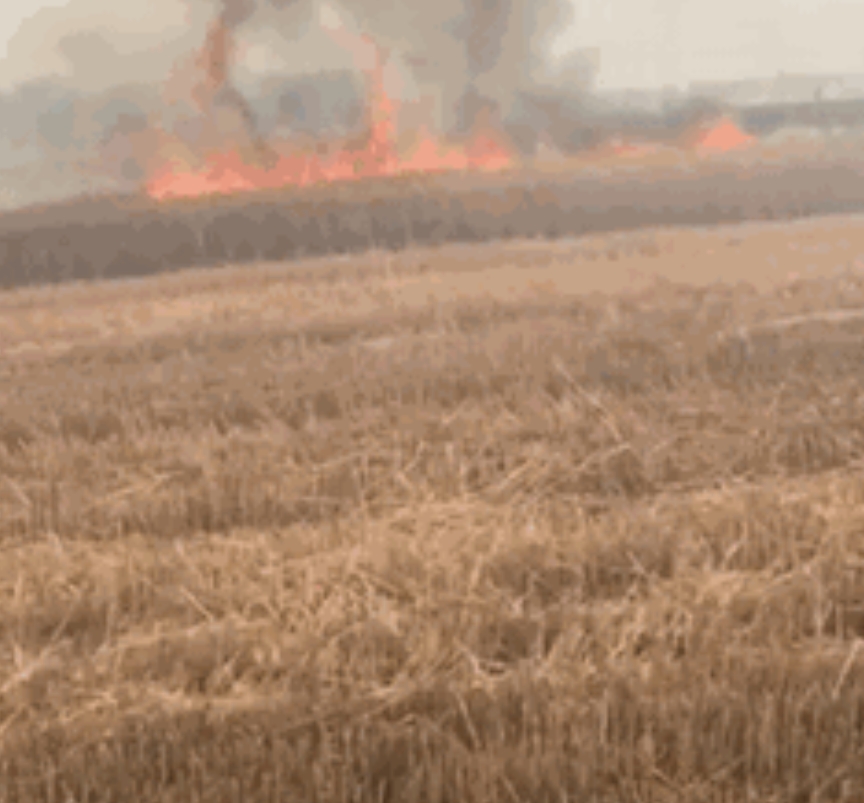 希望能够逐步放开秸秆禁烧。在我的家乡，每年的油菜菜籽收割季，就会出现一批戴着红袖