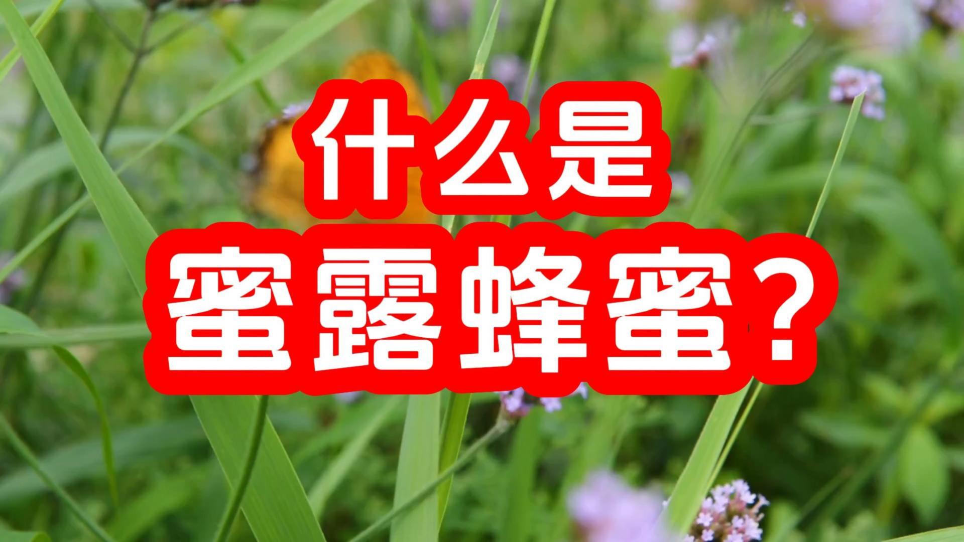 什么是蜜露蜂蜜？【蜂蜜超市】