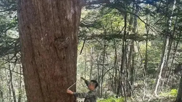 长白山发现珍稀古树群，6株超千年！为何这里让科学家魂牵梦绕？