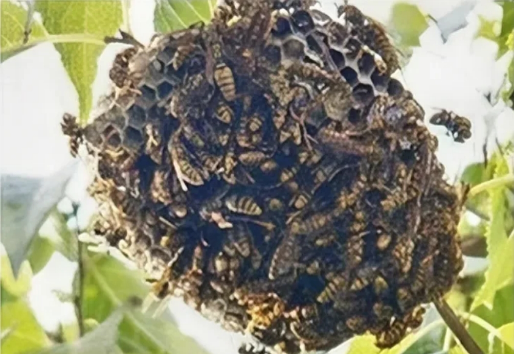 湖南，一男子与两个村民，到村小学掏马蜂窝，岂料，男子刚爬上树，就被大量受惊马蜂围