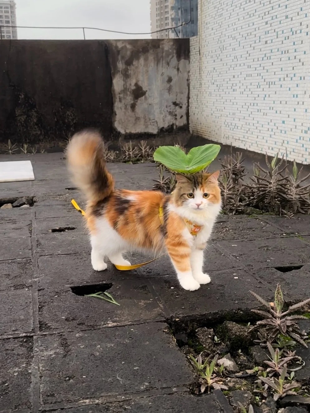 最近总是下雨 我妈让我出门要带伞
怎么有路猫说我戴的是绿帽？。