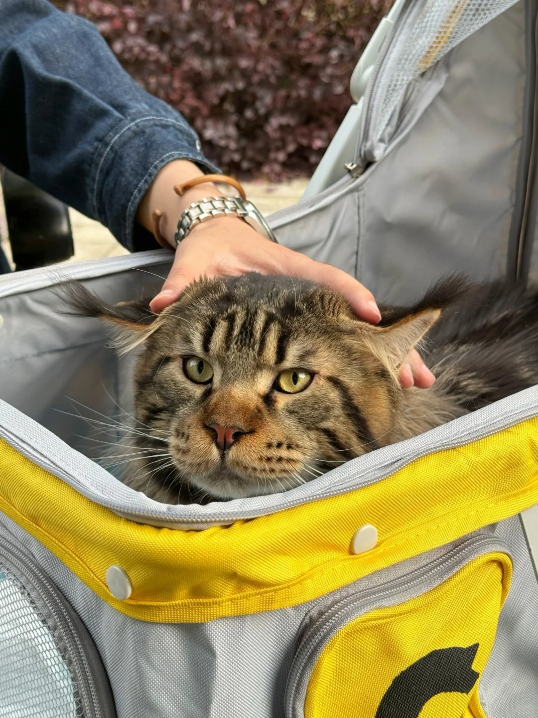 今天扮演的角色的小猪咪！