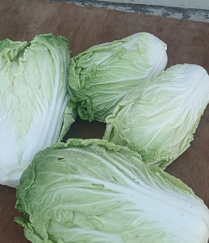 今早邻居送了我家4棵大白菜，我开玩笑问她：正月十五你不送汤圆怎么送起白菜来了？她