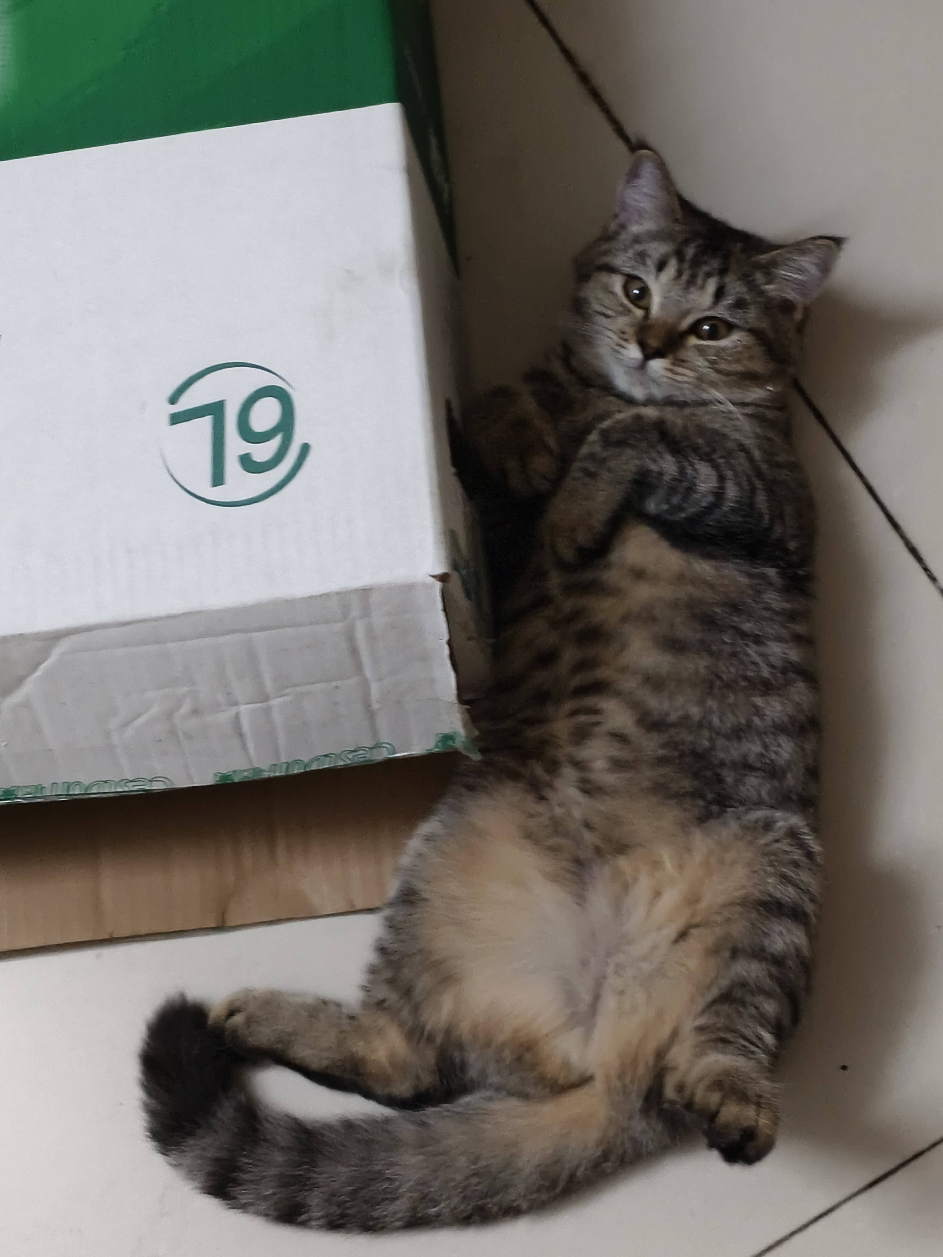 邪恶的小肥猫！