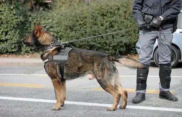 退役警犬养老待遇好有人管

                          
