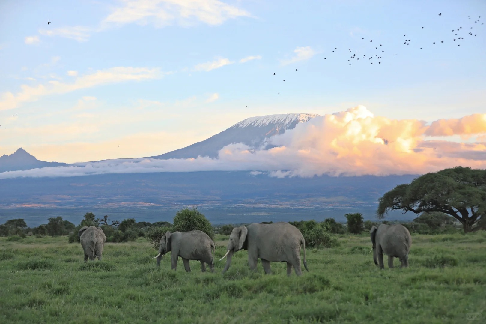 Coming for Kilimanjaro and elephants.
去见