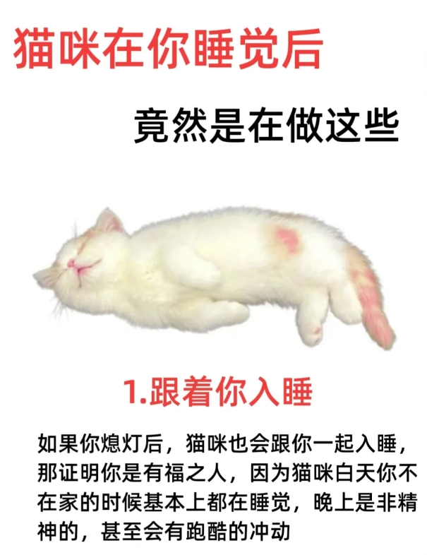 猫咪在你睡觉后在干嘛？