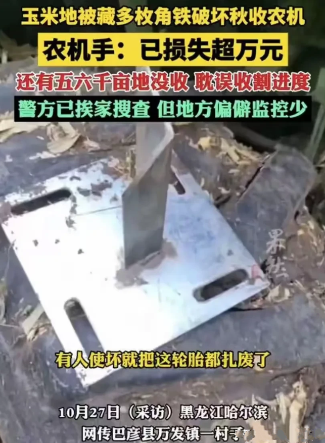 玉米地偷放很多枚尖锐角铁，专门扎收割机轮胎，阻止村民抢收玉米。

黑龙江哈尔滨，
