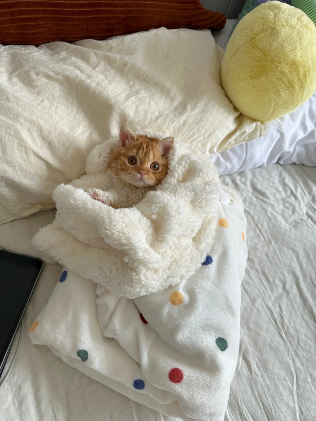 生了，三斤二两
是个儿子，不哭不闹
自己会上厕所，生下来就会叫妈妈