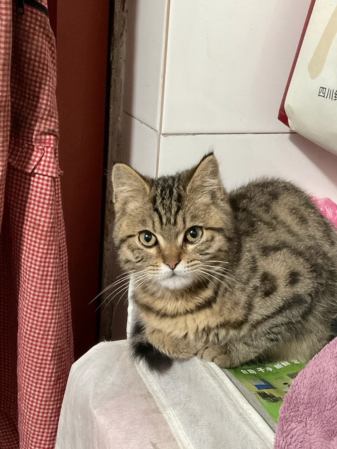 发现大家0元购的大多都是梨花猫