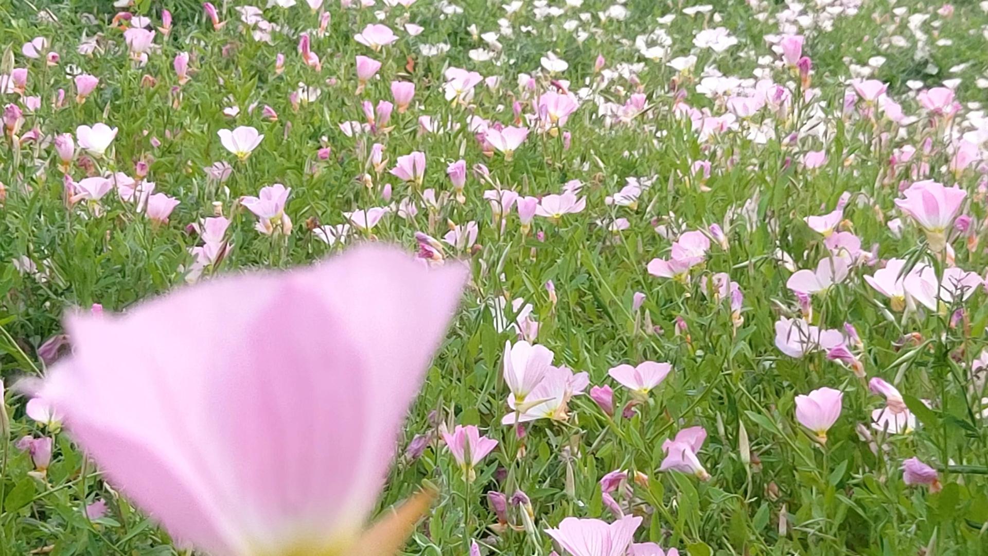 散文诗：夏花灿烂月见草