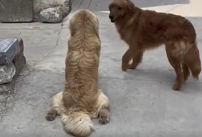 这是什么奇怪的坐姿？